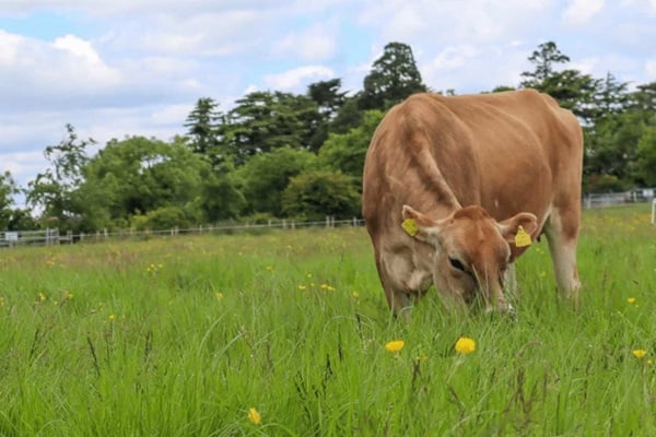 Ireland National Youth Food Summit