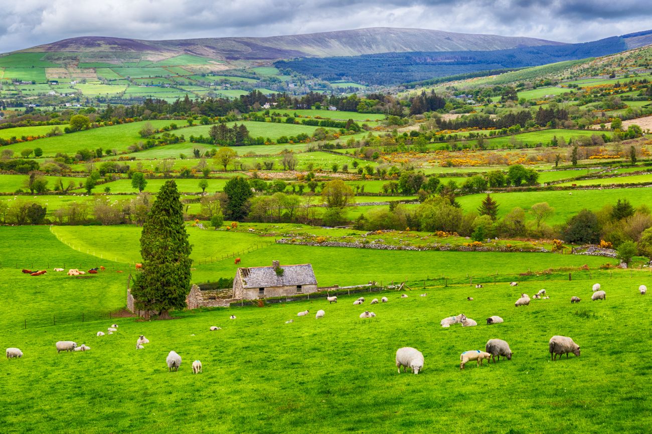 Capítulo juvenil del WFF Irlanda